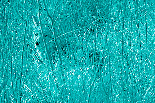 Coyote Makes Eye Contact Among Tall Grass (Cyan Shade)