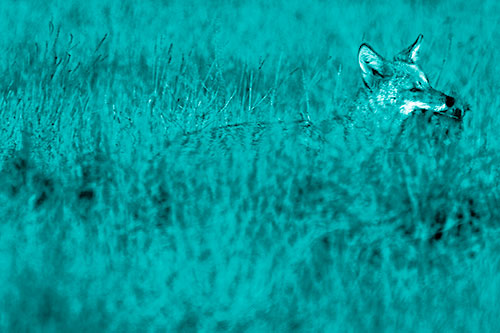 Coyote Running Through Tall Grass (Cyan Shade Photo)