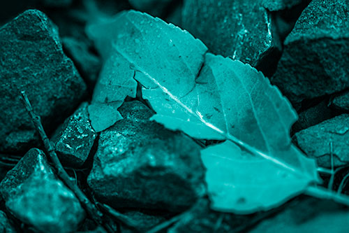 Cracked Soggy Leaf Face Rests Among Rocks (Cyan Shade Photo)