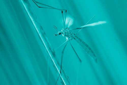Crane Fly Clinging Ahold To Grass Blade (Cyan Shade)