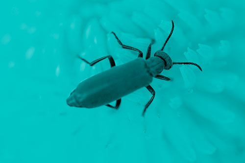 Crawling Oedemera Beetle Searching Atop Dandelion (Cyan Shade)