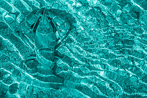 Crayfish Holds Onto Riverbed Floor Among Rippling Water (Cyan Shade Photo)