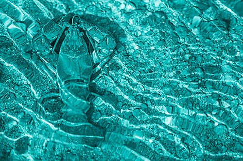 Crayfish Holds Onto Riverbed Floor Among Rippling Water (Cyan Shade)