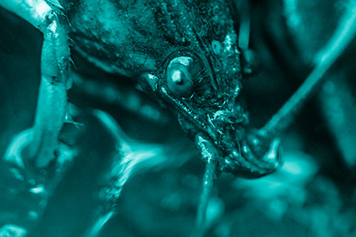 Crayfish Standing Above Flowing Water (Cyan Shade Photo)