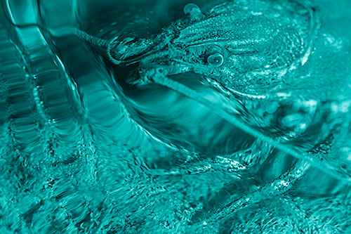 Crayfish Swims Against Rippling Water (Cyan Shade)