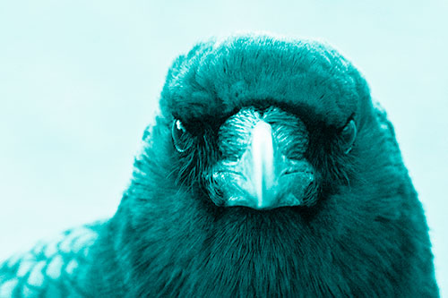Creepy Close Eye Contact With A Crow (Cyan Shade Photo)