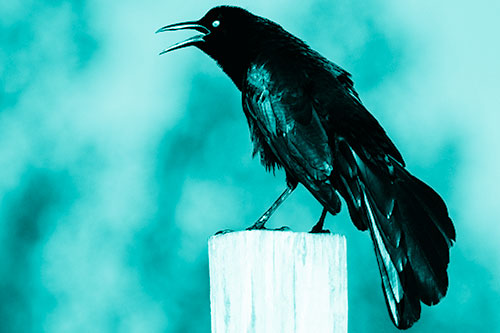 Croaking Great Tailed Grackle Perched Atop Wooden Post (Cyan Shade)