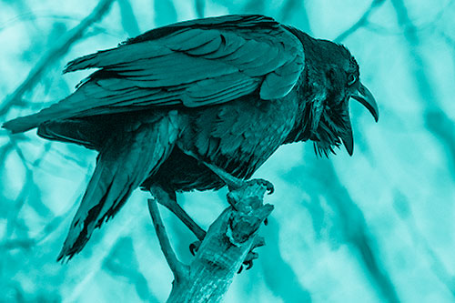 Croaking Raven Perched Atop Broken Tree Branch (Cyan Shade)