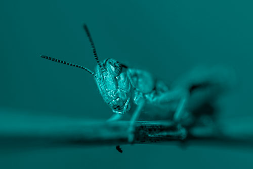 Crouching Grasshopper Gripping Onto Grass Blade (Cyan Shade)