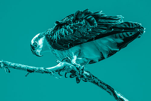 Crouching Osprey Hawk Looking Below Shredded Tree Branch (Cyan Shade)