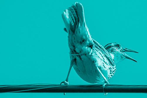 Crouching Western Meadowlark Singing Towards Sunlight (Cyan Shade)
