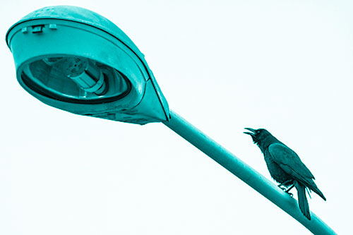 Crow Cawing Atop Sloping Light Pole (Cyan Shade Photo)
