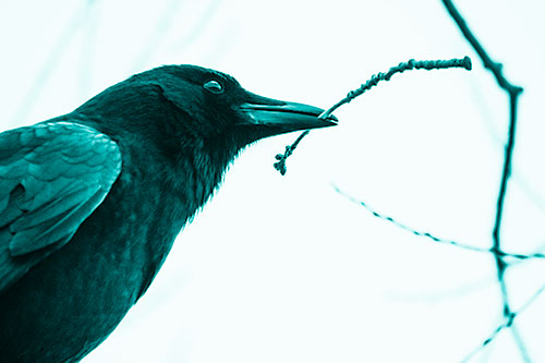 Crow Clasping Stick Among Tree Branches (Cyan Shade Photo)
