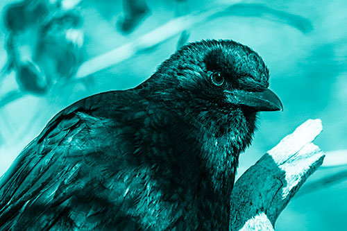 Crow Enjoys Sunshine Atop Broken Tree Branch (Cyan Shade Photo)