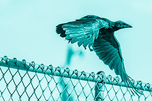 Crow Flying Over Chain Link Fence (Cyan Shade)