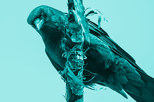 Crow Glaring Downward Atop Peeling Tree Branch (Cyan Shade Photo)