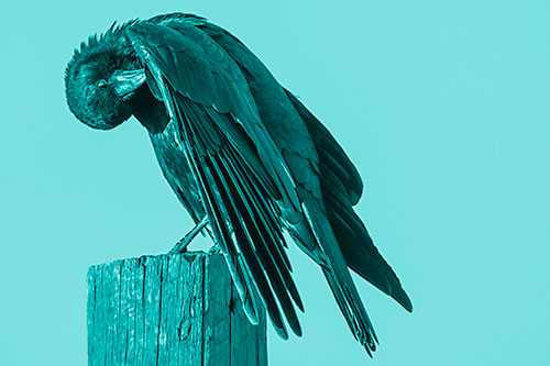 Crow Grooming Wing Atop Wooden Post (Cyan Shade)