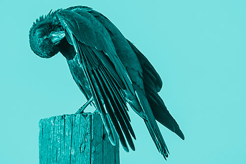 Crow Grooming Wing Atop Wooden Post (Cyan Shade Photo)
