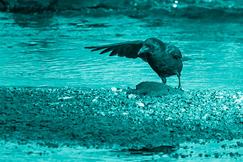 Crow Pointing Upstream Using Wing (Cyan Shade Photo)