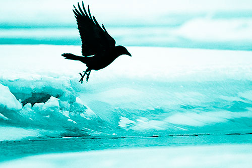 Crow Taking Flight Off Icy Shoreline (Cyan Shade Photo)