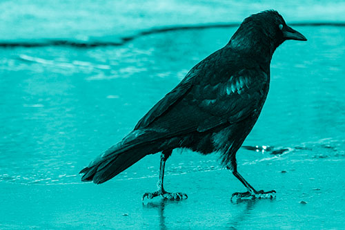 Crow Walking Along Frozen River Ice (Cyan Shade)