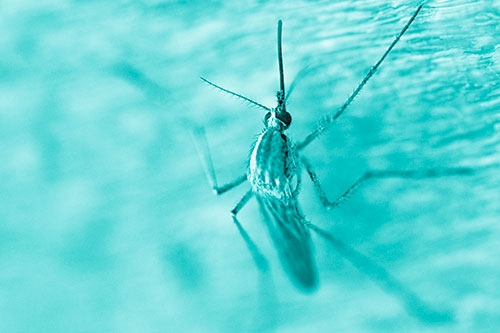 Culex Pipien Mosquito Resting Vertically (Cyan Shade Photo)