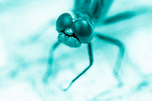 Curious Big Eyed Dragonfly Looks Above (Cyan Shade Photo)