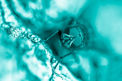Curious Blow Fly Watches Above (Cyan Shade Photo)