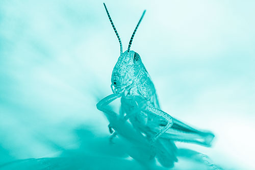 Curious Crouching Grasshopper Perched Atop Leaf Petal (Cyan Shade)