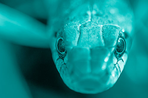 Curious Garter Snake Makes Direct Eye Contact (Cyan Shade Photo)