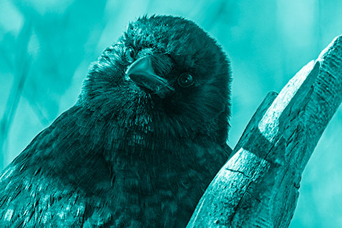 Curious Head Tilting Crow Perched Among Tree Branch (Cyan Shade Photo)