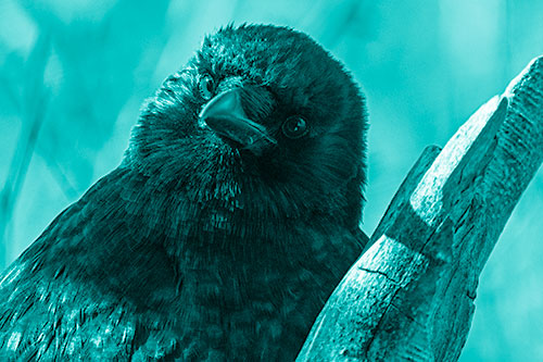 Curious Head Tilting Crow Perched Among Tree Branch (Cyan Shade)