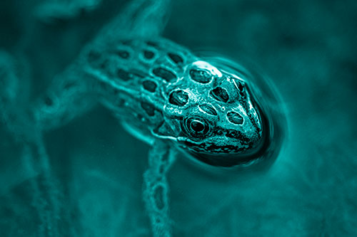 Curious Leopard Frog Peeking Head Above Water (Cyan Shade Photo)