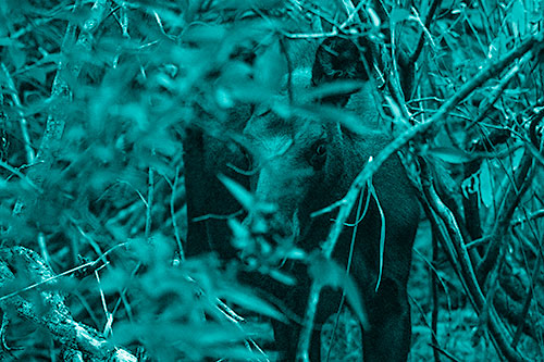 Curious Moose Looking Around (Cyan Shade Photo)