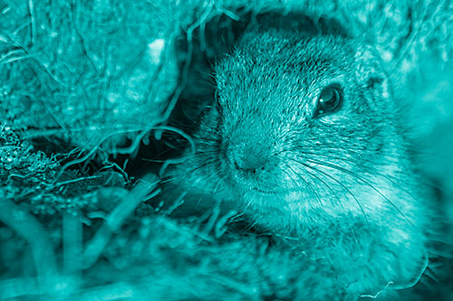 Curious Prairie Dog Watches From Dirt Tunnel Entrance (Cyan Shade)