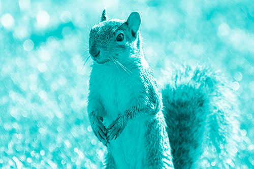 Curious Squirrel Standing On Hind Legs (Cyan Shade Photo)
