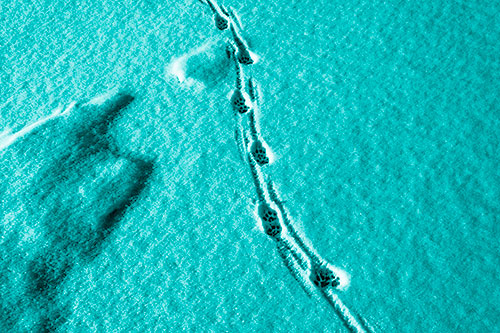 Curving Animal Footprint Trail Dragging Along Snow (Cyan Shade Photo)