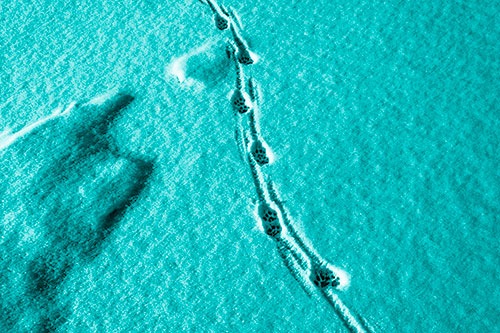 Curving Animal Footprint Trail Dragging Along Snow (Cyan Shade)