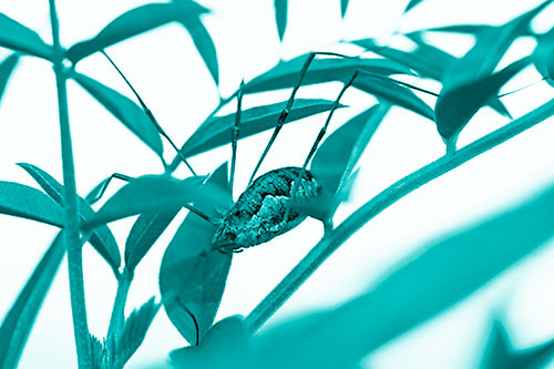 Daddy Longlegs Harvestmen Spider Crawling Down Plant Stem (Cyan Shade)