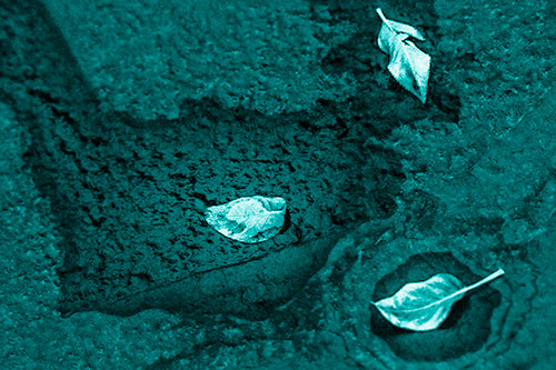 Damp Leaf Face Rests Atop Wet Desiccating Pavement (Cyan Shade)