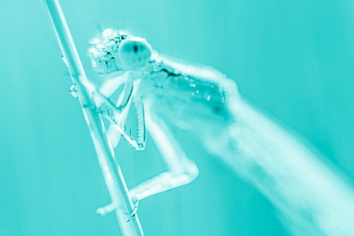 Damselfly Clamping Onto Grass Blade (Cyan Shade)