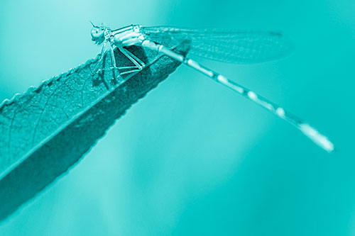 Damselfly Clamping Onto Leaf Petal Edge (Cyan Shade)