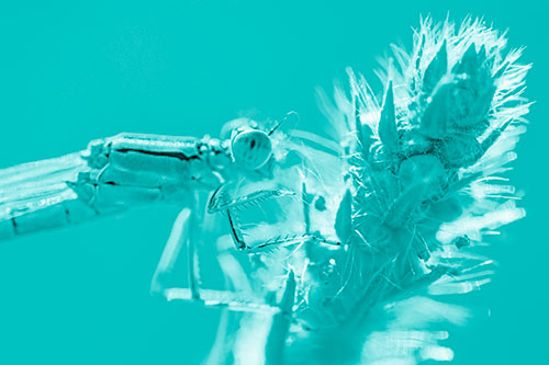 Damselfly Perched Among Fuzzy Plant (Cyan Shade)
