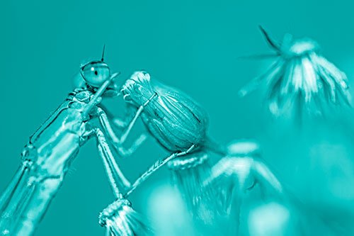 Damselfly Rubbing Eye Among Horseweeds (Cyan Shade)