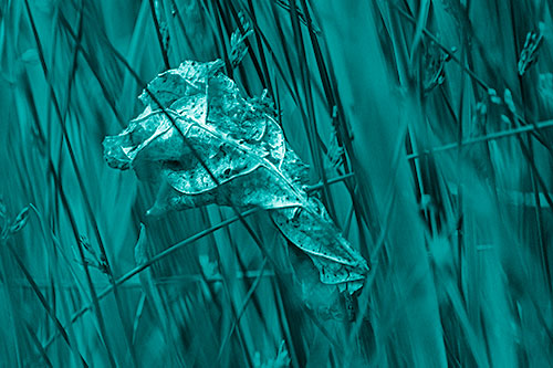 Dead Decayed Leaf Rots Among Reed Grass (Cyan Shade Photo)