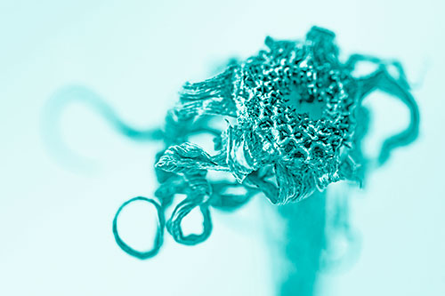 Dead Dry Gumplant Shriveling Among Cold (Cyan Shade)