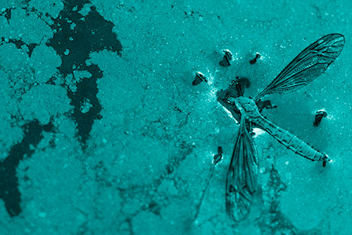 Dead Floating Crane Fly Partly Submerged Among Oily Water (Cyan Shade)