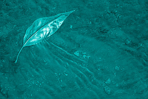 Dead Floating Leaf Creates Shallow Water Ripples (Cyan Shade Photo)