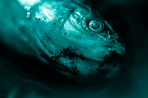 Dead Freshwater Whitefish Washed Ashore (Cyan Shade)