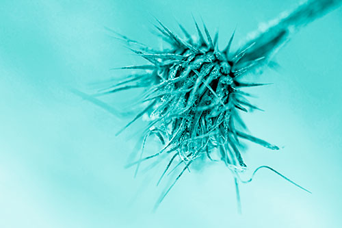 Dead Frigid Spiky Salsify Flower Withering Among Cold (Cyan Shade Photo)